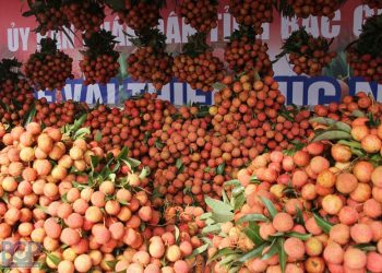 Bắc Giang: Chung tay kết nối tiêu thụ vải thiều và các nông sản chủ lực