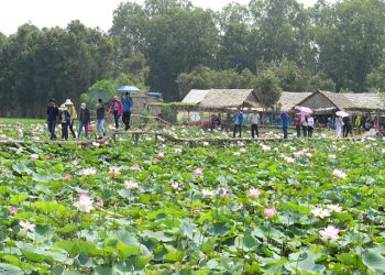 20 sản phẩm chế biến từ sen của Đồng Tháp được xuất khẩu trong và ngoài nước