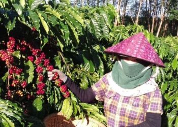 Giá xuất khẩu của nhiều nông thủy sản tăng