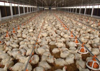 Nông dân lo vì giá thức ăn chăn nuôi lại sắp tăng