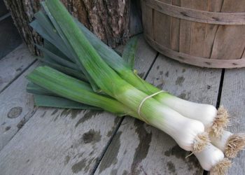 Tác dụng tuyệt vời của tỏi tây