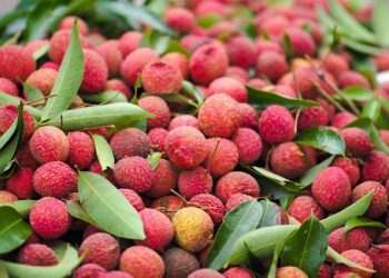 Lợi ích tuyệt vời của quả vải đối với sức khỏe và sắc đẹp