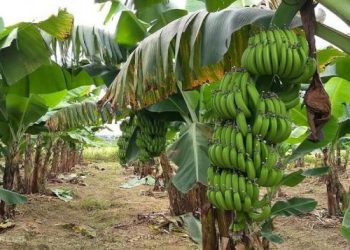 Xuất khẩu chuối sang Trung Quốc tăng mạnh