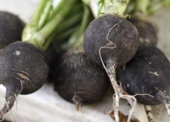 Những tác dụng tuyệt vời của củ cải đen với sức khỏe