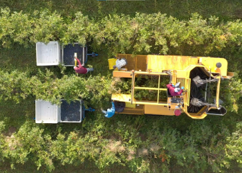 Blueberry Hoa Kỳ rộn ràng vào mùa