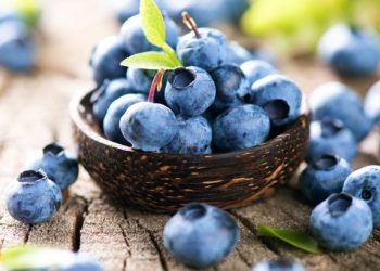 Blueberry Hoa Kỳ rộn ràng vào mùa