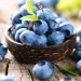 Blueberry Hoa Kỳ rộn ràng vào mùa
