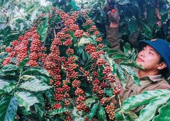 Giá nông sản ngày 11/8/2022: Cà phê tiếp tục tăng mạnh, hướng đến mốc 50.000 đồng/kg