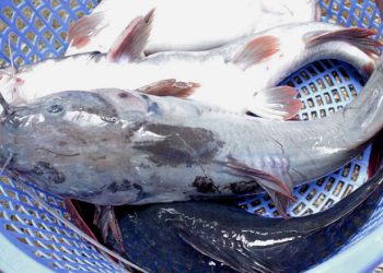 Giá cá lăng tăng đột biến