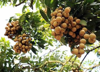 Xuất khẩu nông, lâm, thủy sản tăng 13%