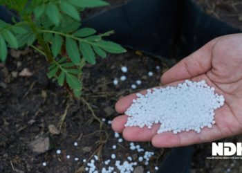 Nhiều yếu tố có thể đẩy giá ure