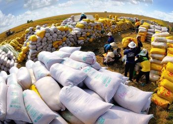 Tháng 10 năm 2022 xuất khẩu gạo tăng trưởng khá mạnh