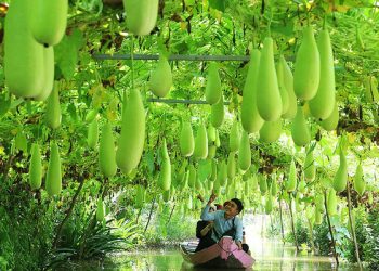 Mỗi tỉnh, thành có ít nhất 1 điểm du lịch nông thôn vào 2025