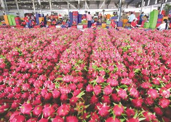 Nước mắt… trái cây!