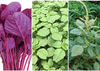 Lợi ích tuyệt vời của rau dền bạn nên biết