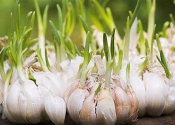 Thực phẩm có giá trị dinh dưỡng cao gấp đôi khi nảy mầm