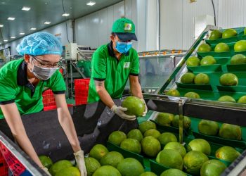 4 tháng đầu năm 2023: Xuất khẩu gạo, rau quả “tăng tốc”, cá tra, tôm “lao dốc”