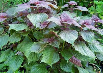 Da mịn màng, giảm thâm nám mà không tốn tiền