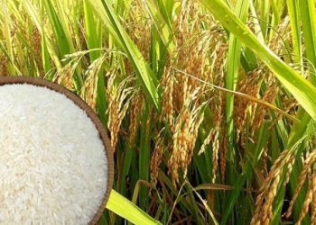 Bộ trưởng Lê Minh Hoan: Giá lúa gạo là nỗi thấp thỏm và lo âu