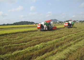 Vì sao nhiều doanh nghiệp không được trực tiếp xuất khẩu gạo?