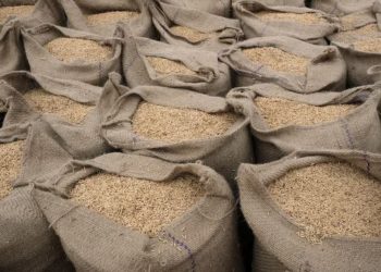 Giá gạo ở châu Á đạt mức cao nhất trong 15 năm