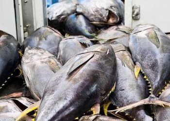 Nhu cầu với nhiều loại cá biển và cá nước ngọt sẽ tăng mạnh