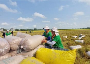 Giá gạo xuất khẩu giảm nhẹ