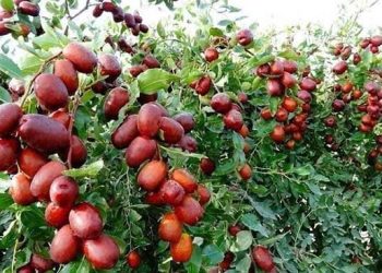 Lợi ích tuyệt vời của táo đỏ Tân Cương bạn nên biết