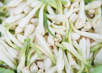 Hoa Huệ – Hương thơm của màn đêm