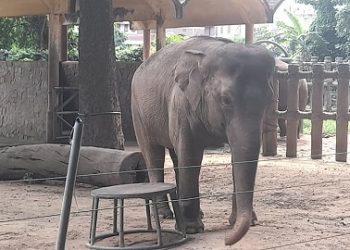 Tổ chức sinh nhật 65 tuổi cho lão bà voi Chuông