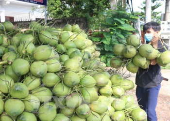 Xuất khẩu chính ngạch dừa tươi Bến Tre sang thị trường Trung Quốc