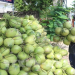 Xuất khẩu chính ngạch dừa tươi Bến Tre sang thị trường Trung Quốc