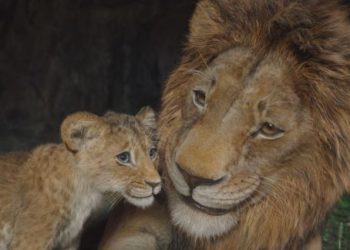 “Mufasa: Vua Sư Tử” là bản nâng cấp hoàn hảo về mặt hình ảnh so với phần phim trước