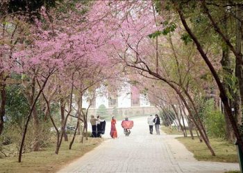 Cao nguyên Mộc Châu đón 105.000 lượt khách du xuân, ngắm hoa nở