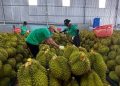 Mở rộng thị trường xuất khẩu nông sản Việt