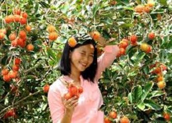 Trải nghiệm mùa trái cây phương Nam