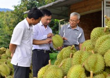 Trung Quốc đánh giá cao chất lượng sầu riêng Việt Nam – kỳ vọng tăng trưởng xuất khẩu