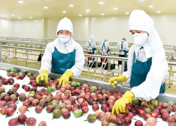 Doanh nghiệp Việt đón cơ hội xuất khẩu lớn từ thị trường trái cây Hoa Kỳ