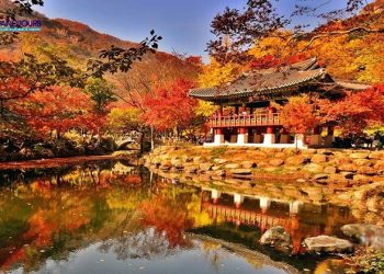 Hàn Quốc và Nhật Bản hút khách Việt vào mùa lá đỏ,  Agoda ghi nhận